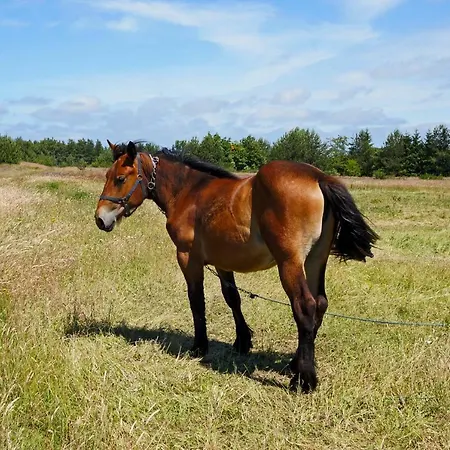 Moje - Dom Wakacyjny بيت للعطل *