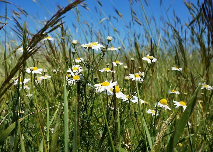 Moje - بيت للعطل *