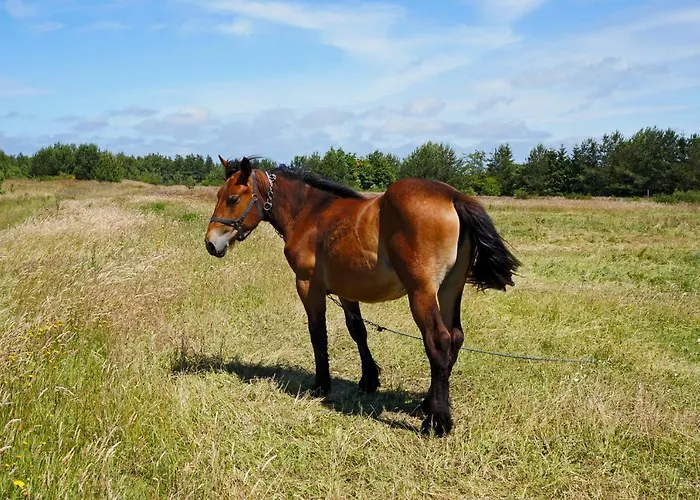 Moje - بيت للعطل *